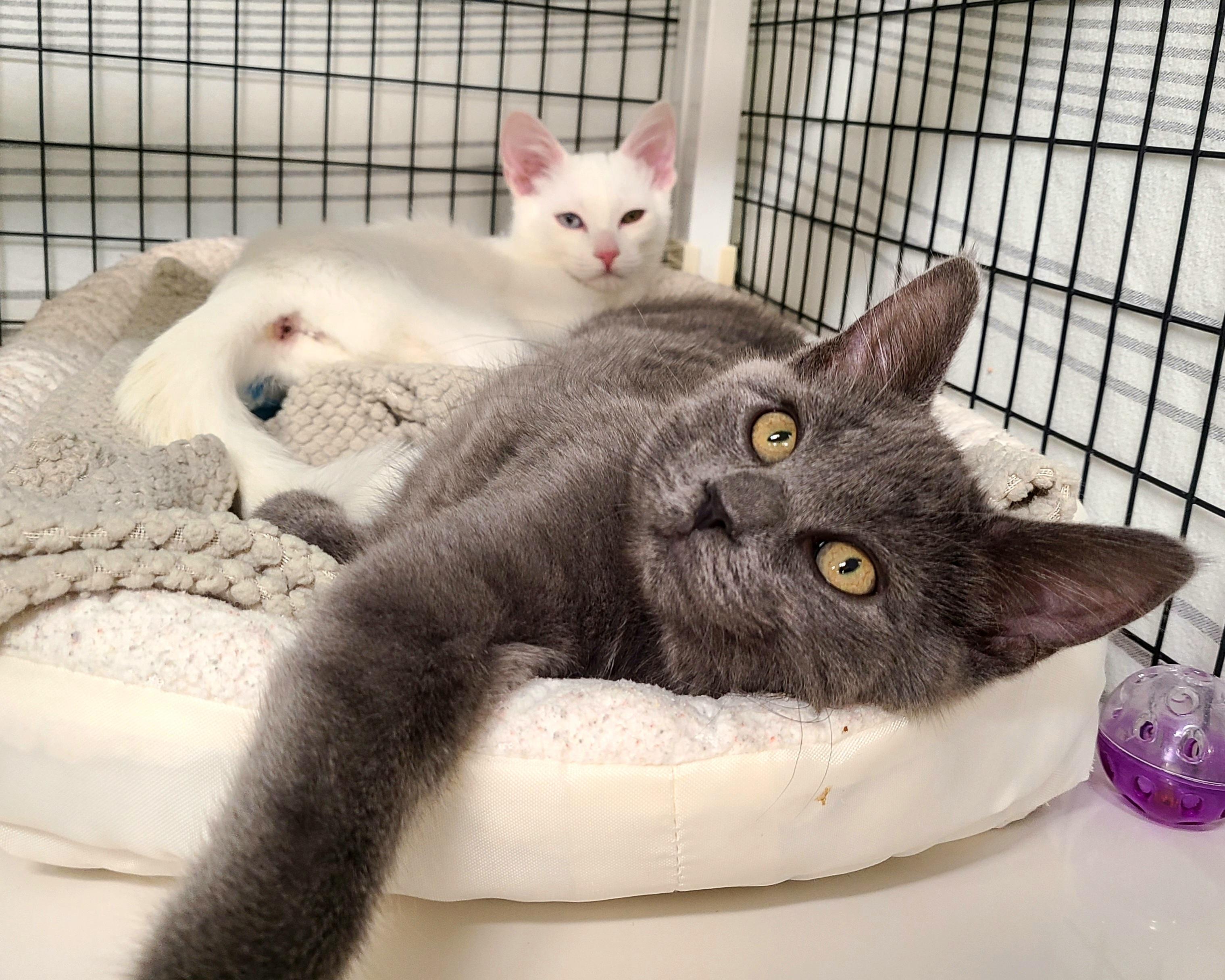 Brandi & Syd, a ADOPTABLE Domestic Medium Hair in Kirkland, WA image 1/2