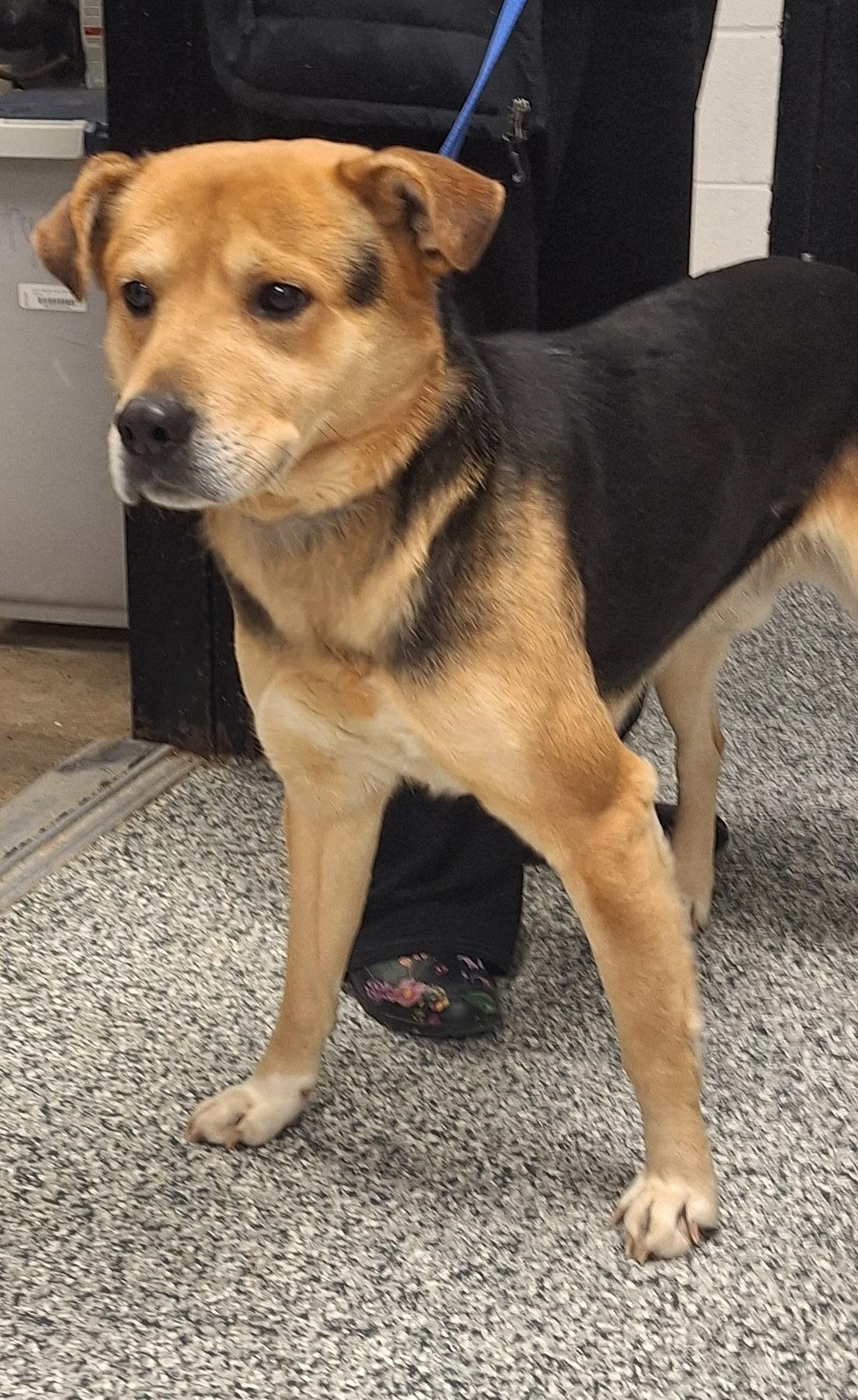 Kash, Adoptable, Adult Male Hound.