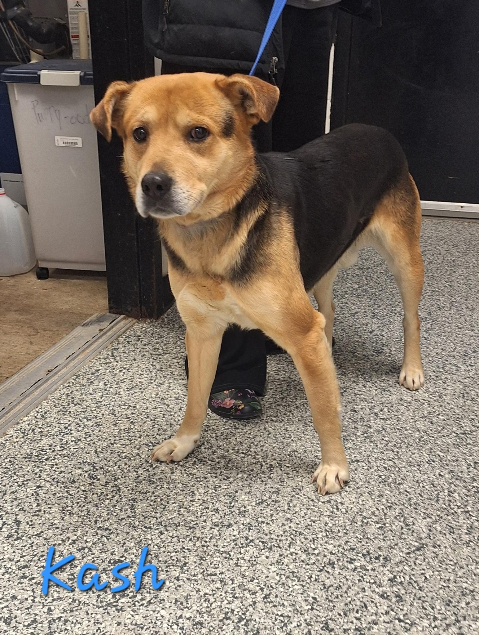 Enlarge Kash, an adopted mixed breed in Clay City, KY image 2/5