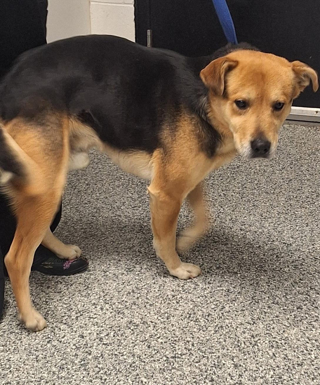 Enlarge Kash, an adopted mixed breed in Clay City, KY image 3/5