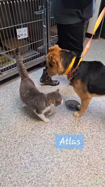 Enlarge Kash, an adopted mixed breed in Clay City, KY video 4/5