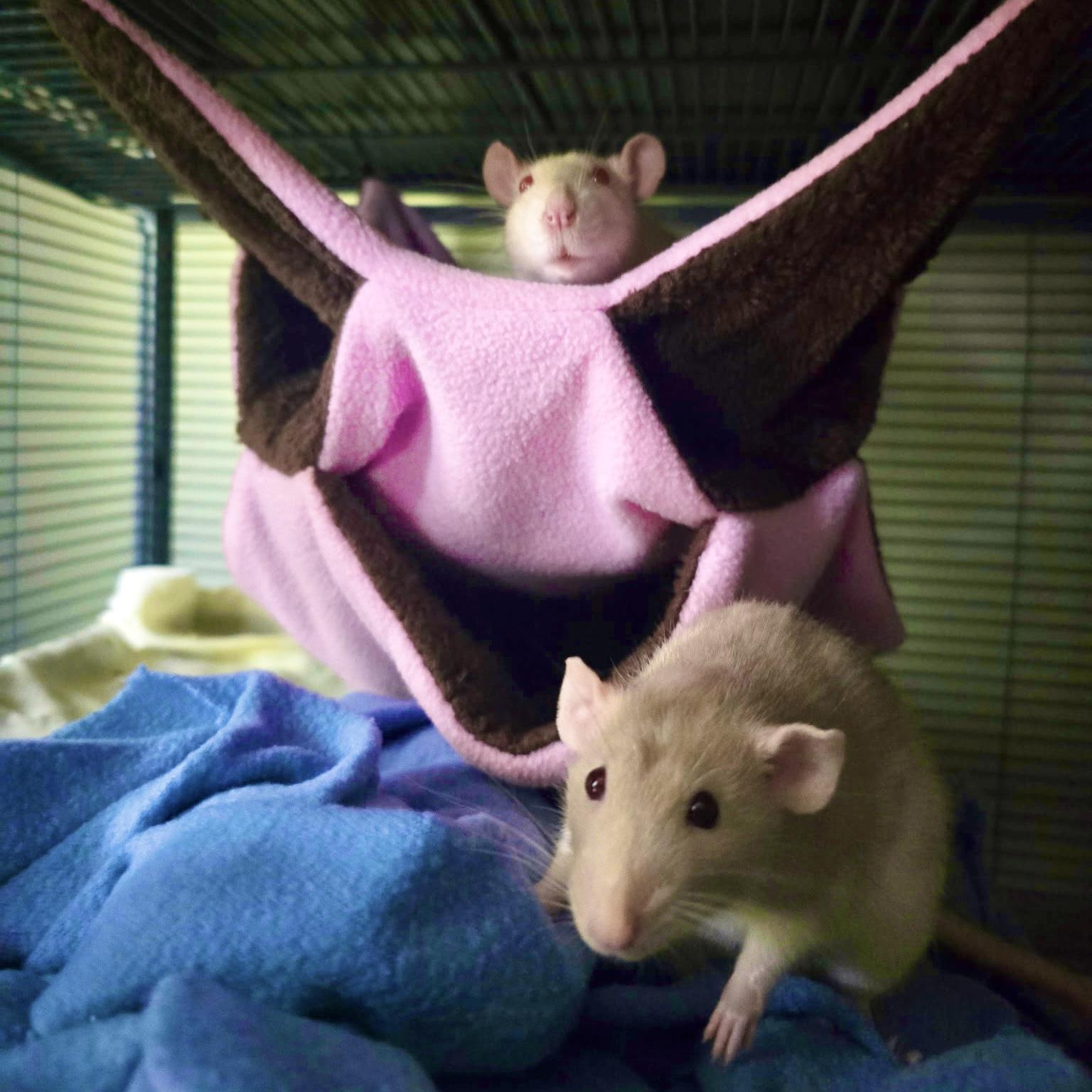 Bonnie & Sophie, ADOPTABLE, Adult Female Rat.
