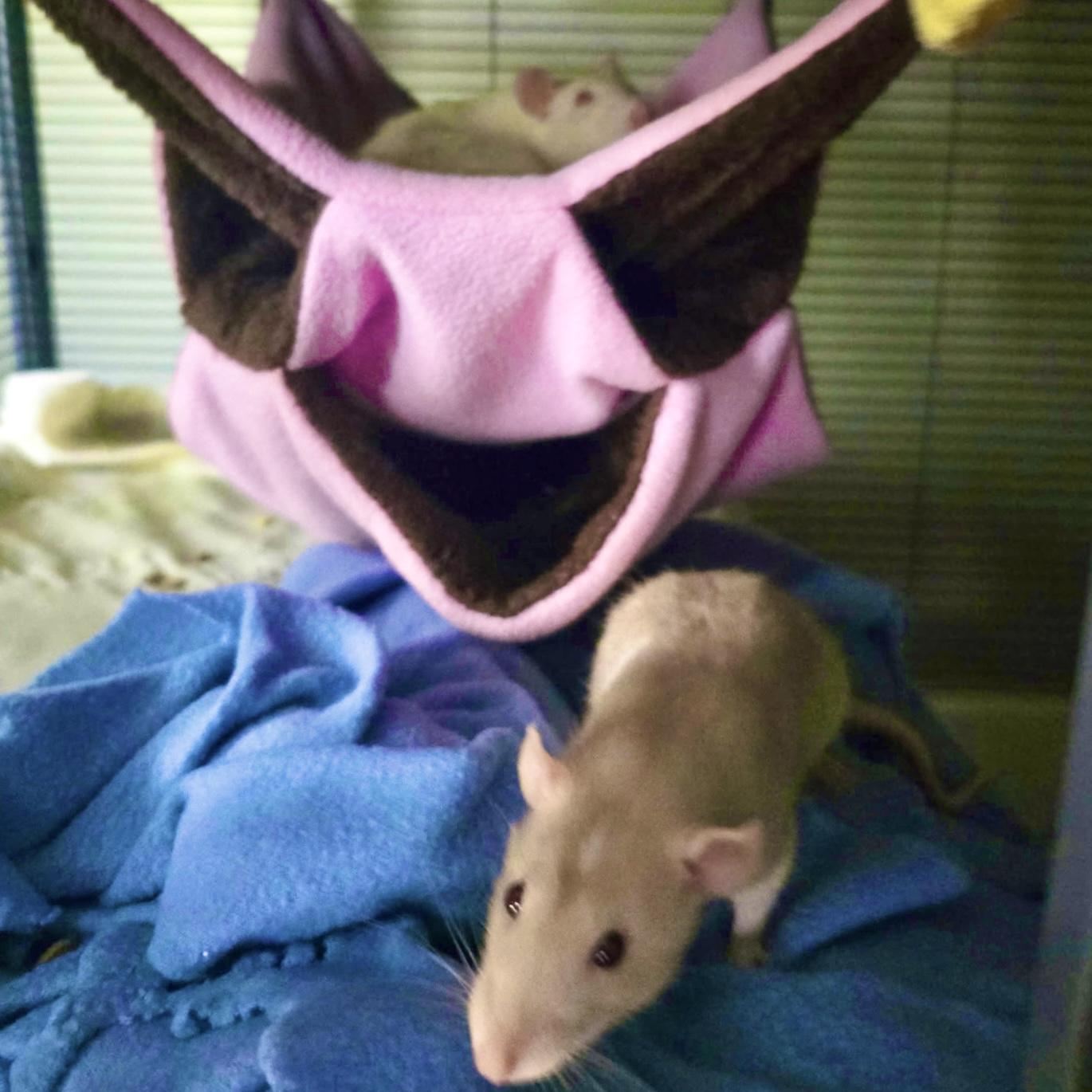 Enlarge Bonnie & Sophie, a ADOPTABLE Rat in Norcross, GA image 3/3