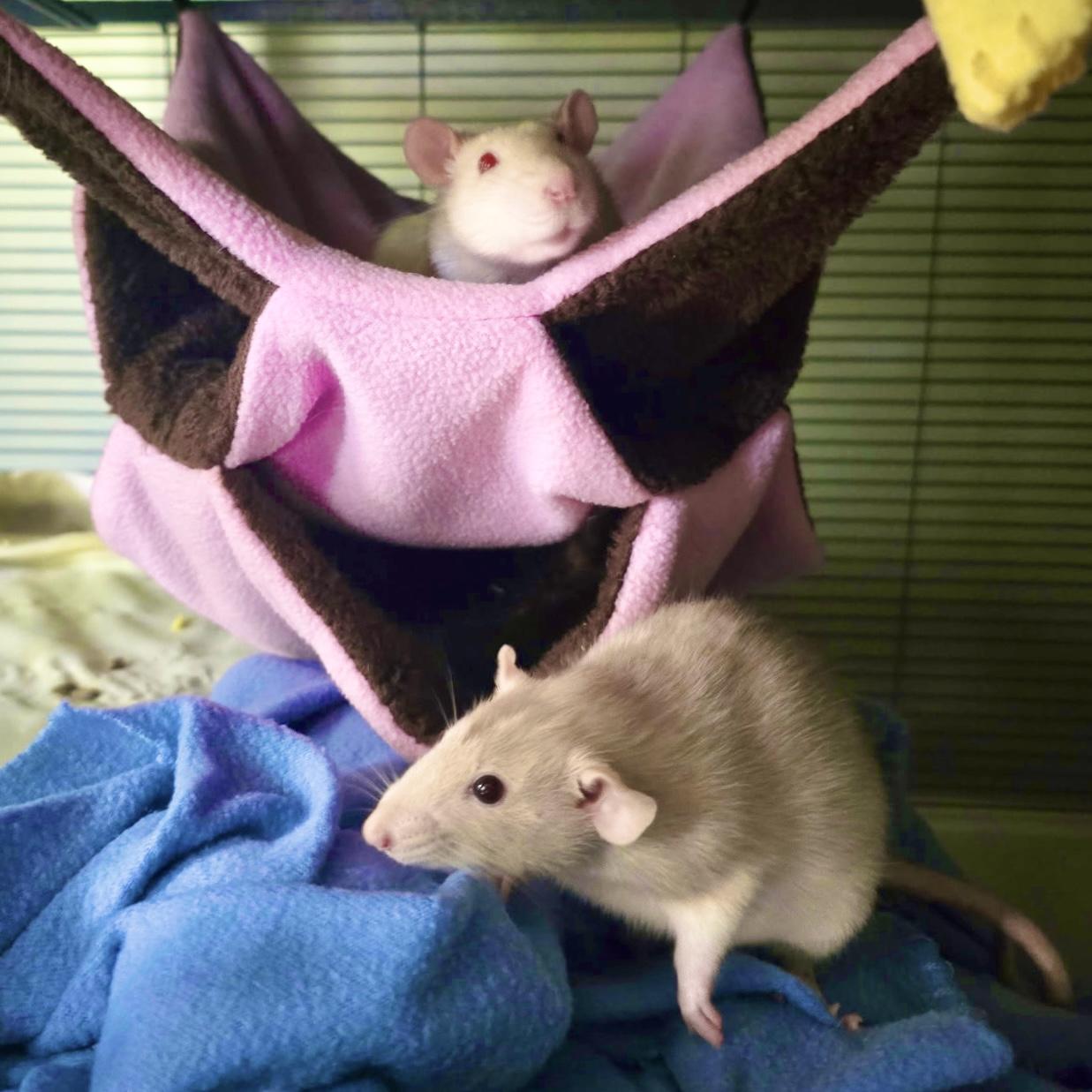 Enlarge Bonnie & Sophie, a ADOPTABLE Rat in Norcross, GA image 2/3