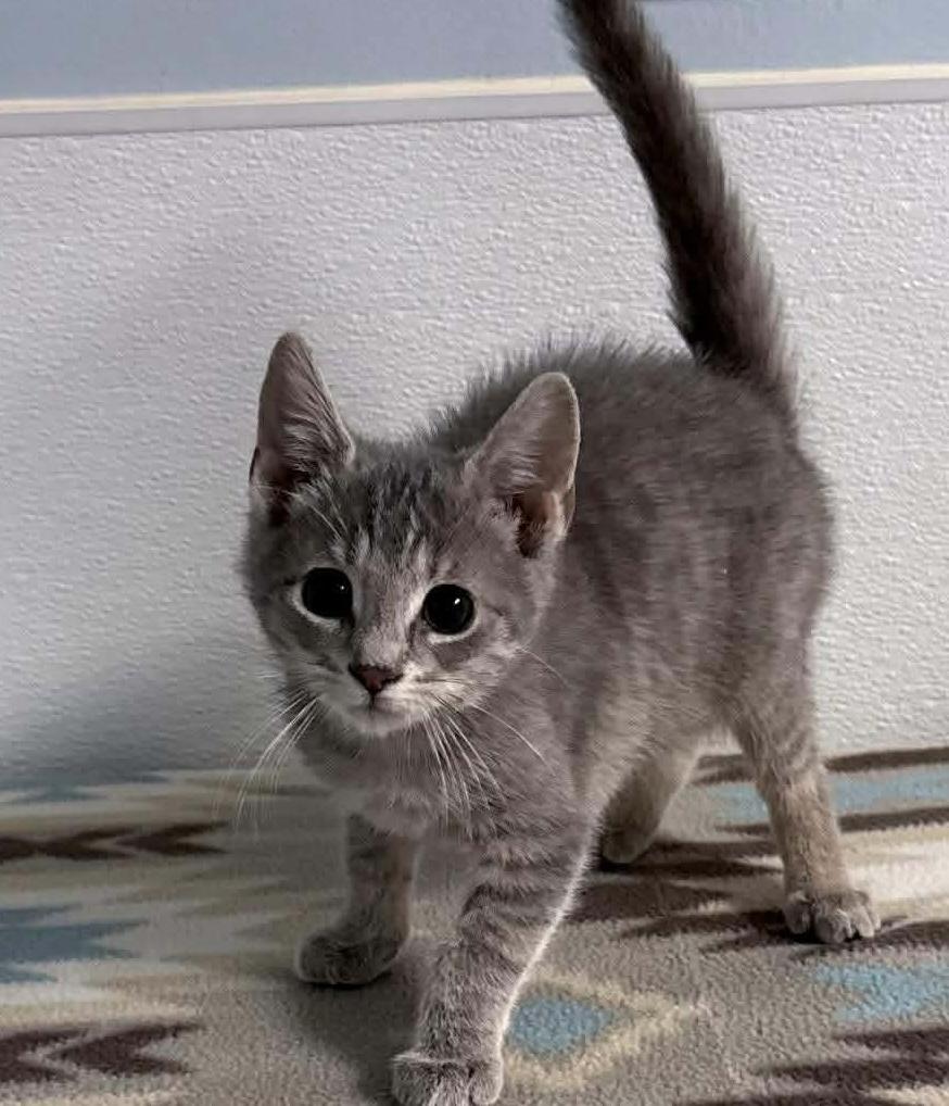 Kane, ADOPTABLE, Kitten Female Tabby.