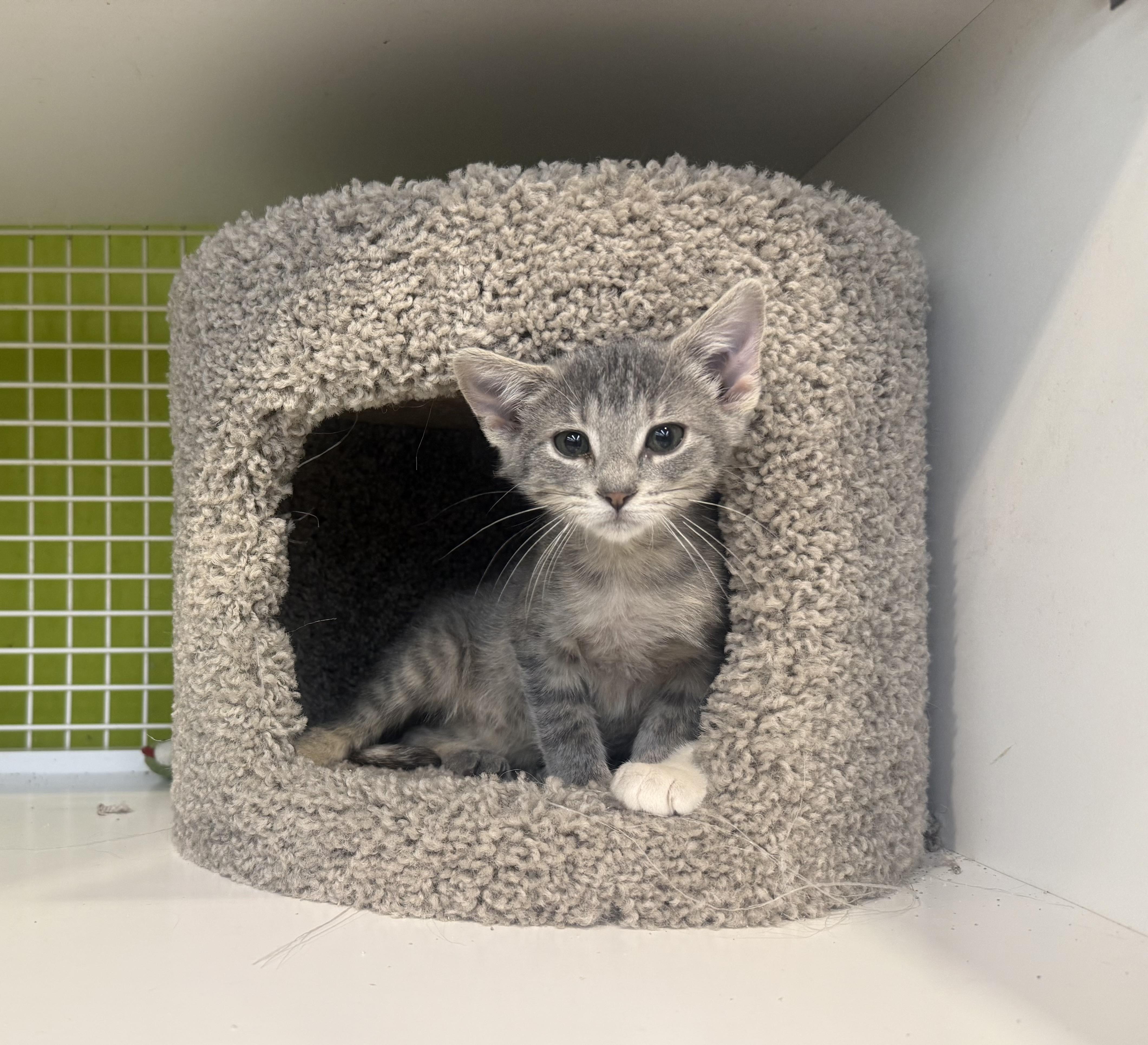 Kane, ADOPTABLE, Kitten Female Tabby.