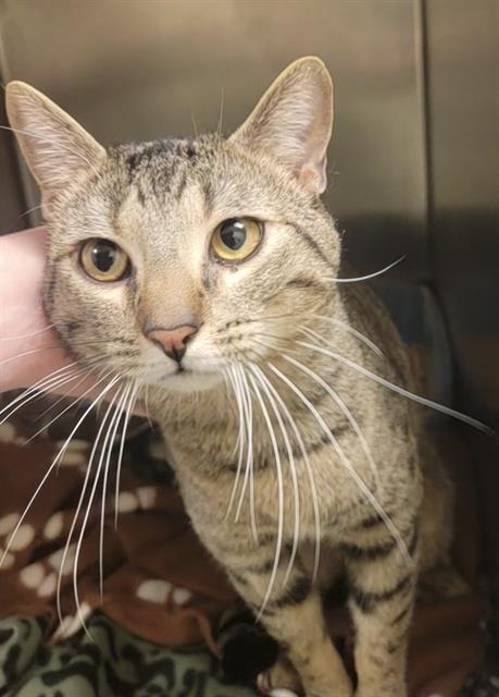 STRING CHEESE, Adoptable, Young Male Domestic Short Hair.