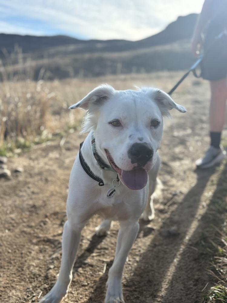 Cowboy, Adoptable, Adult Male Pit Bull Terrier & Spaniel.