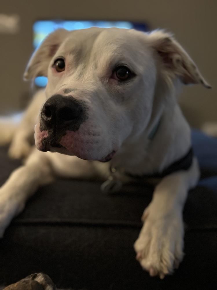 Enlarge Cowboy, a Adoptable mixed breed in Denver, CO image 2/6