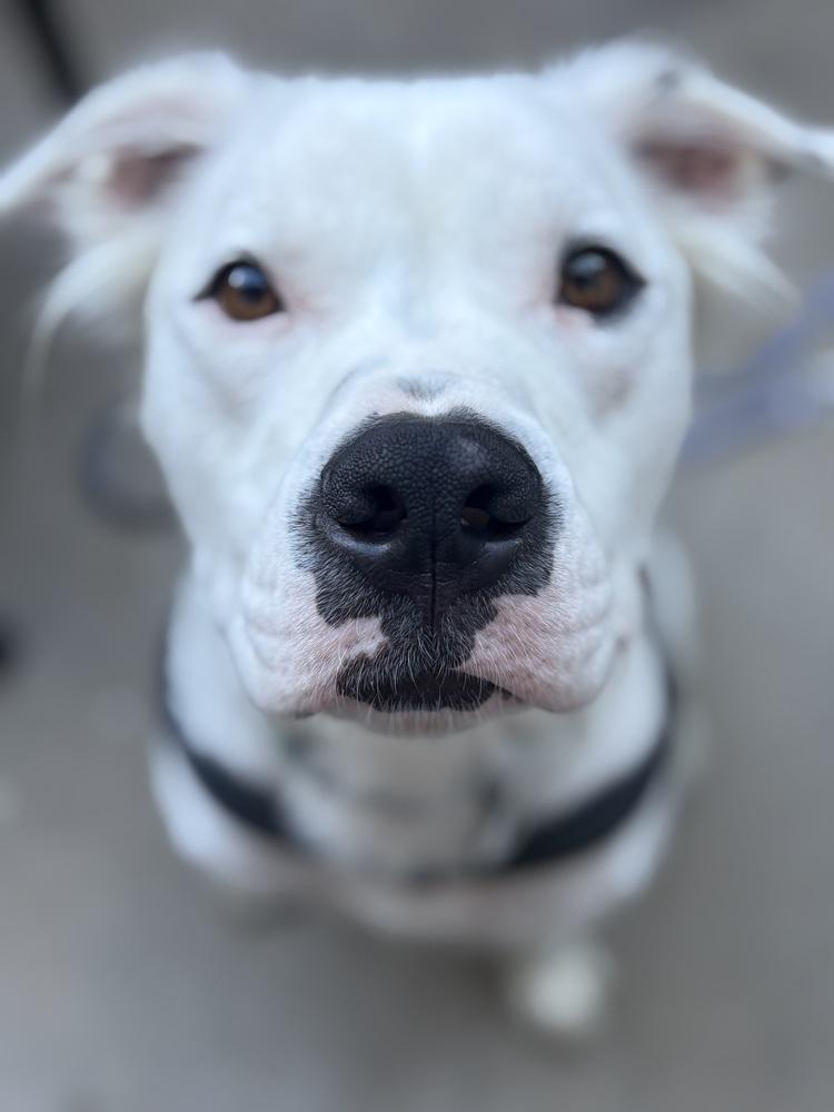 Enlarge Cowboy, a Adoptable mixed breed in Denver, CO image 3/6