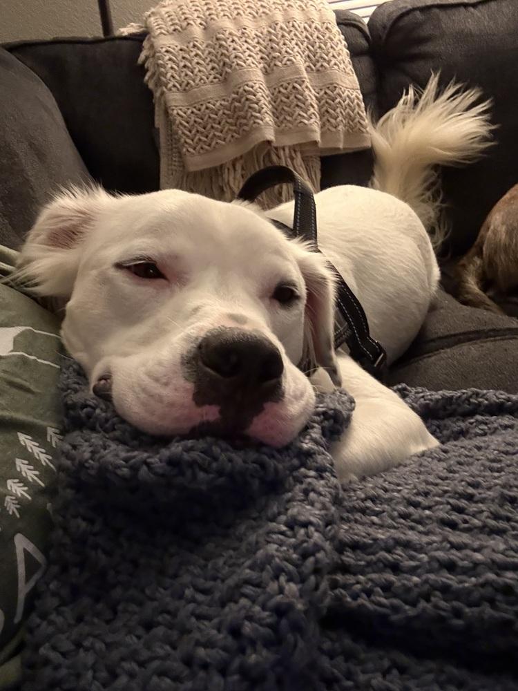 Enlarge Cowboy, a Adoptable mixed breed in Denver, CO image 5/6