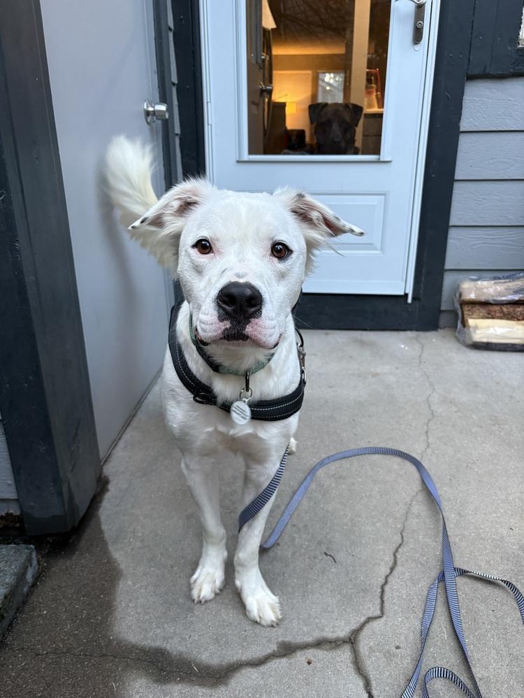 Enlarge Cowboy, a Adoptable mixed breed in Denver, CO image 6/6