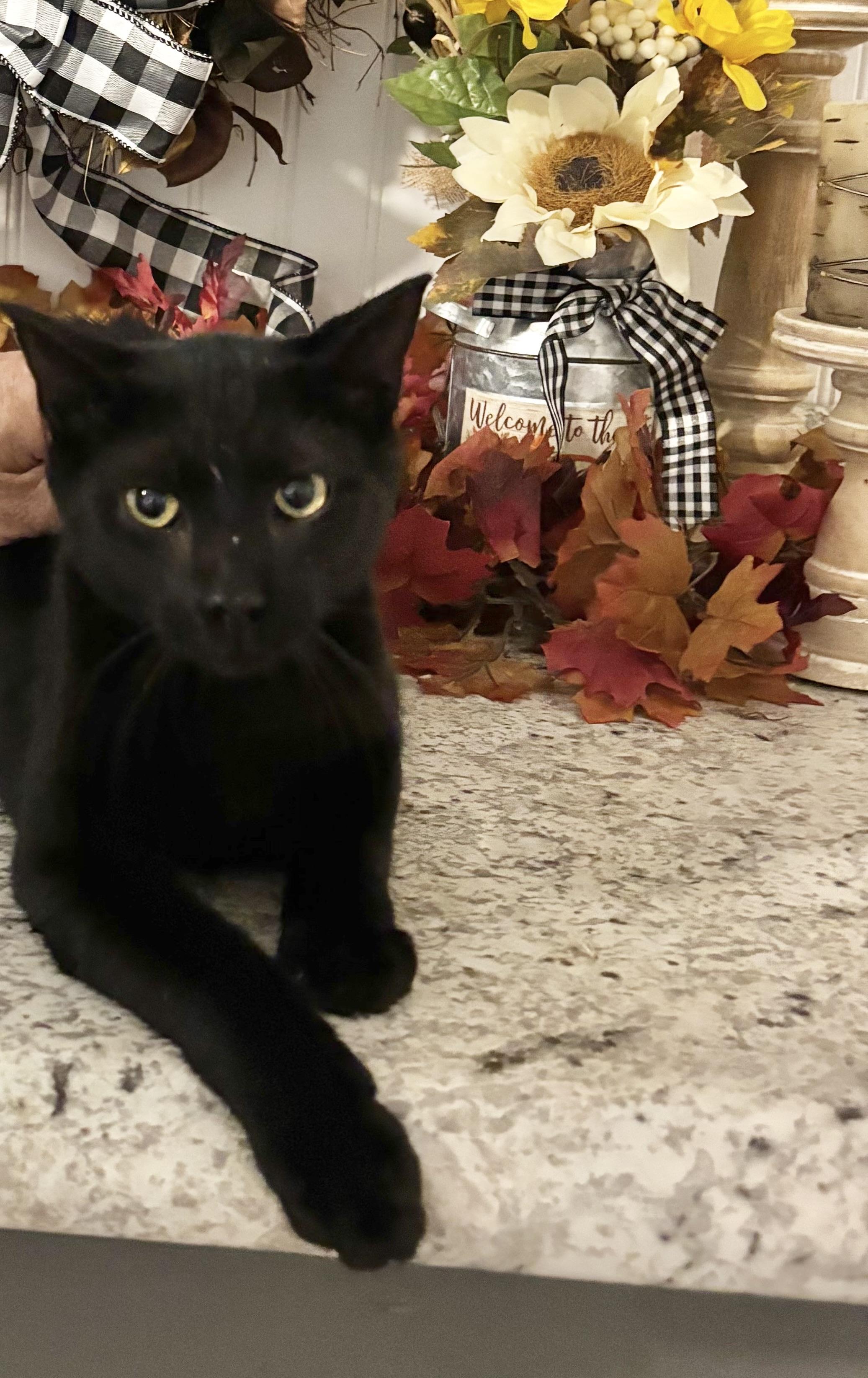 Leo, Adoptable, Young Male Domestic Short Hair.