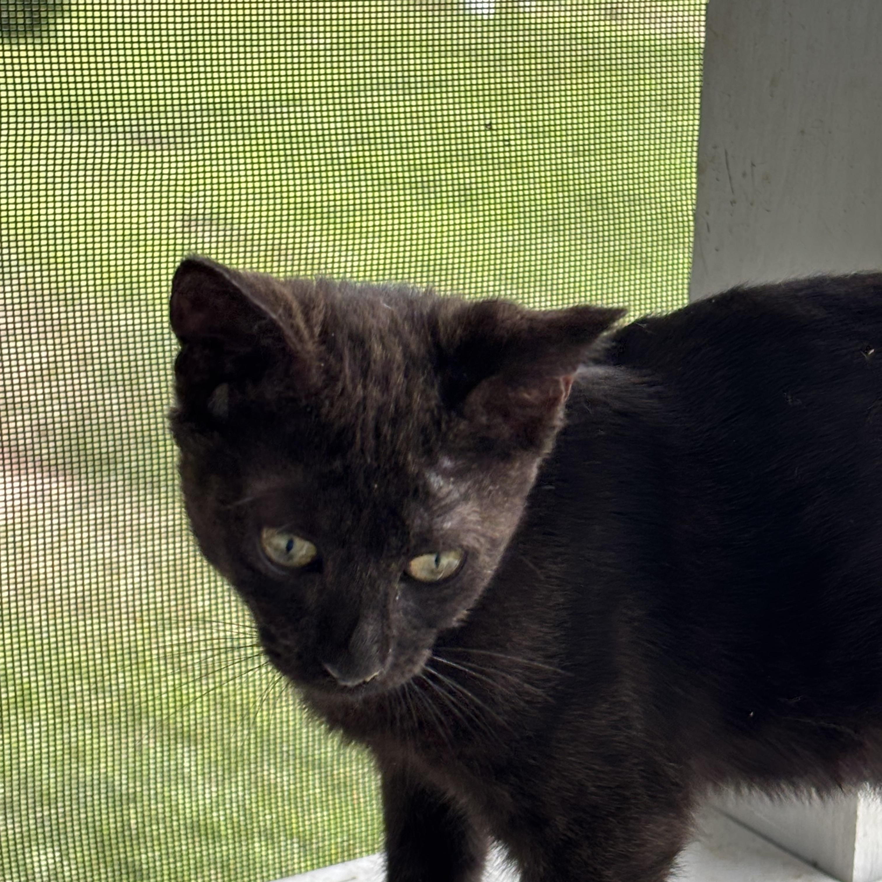 Enlarge Leo, an adoptable Domestic Short Hair in Hemingway, SC image 3/3