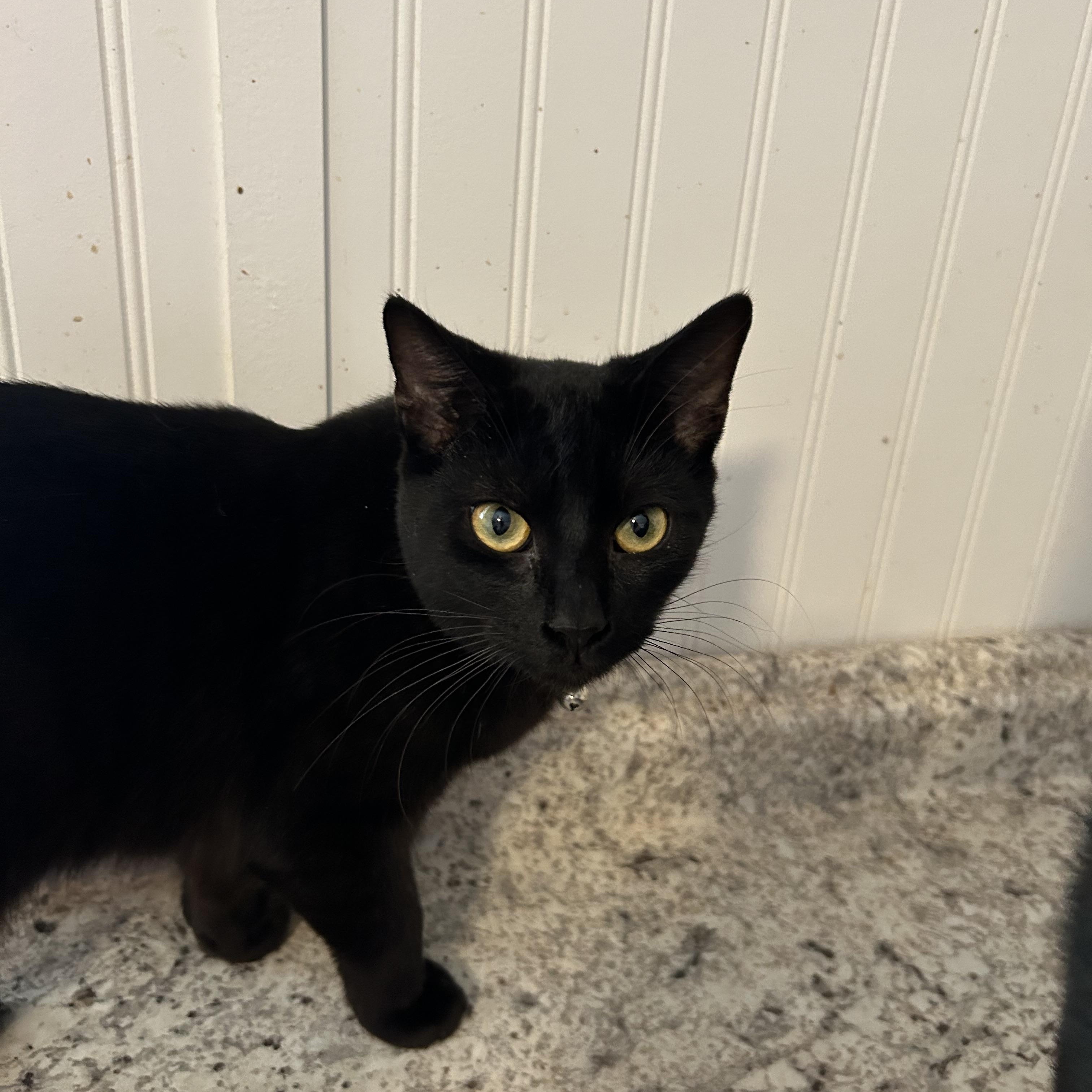 Enlarge Leo, an adoptable Domestic Short Hair in Hemingway, SC image 2/3