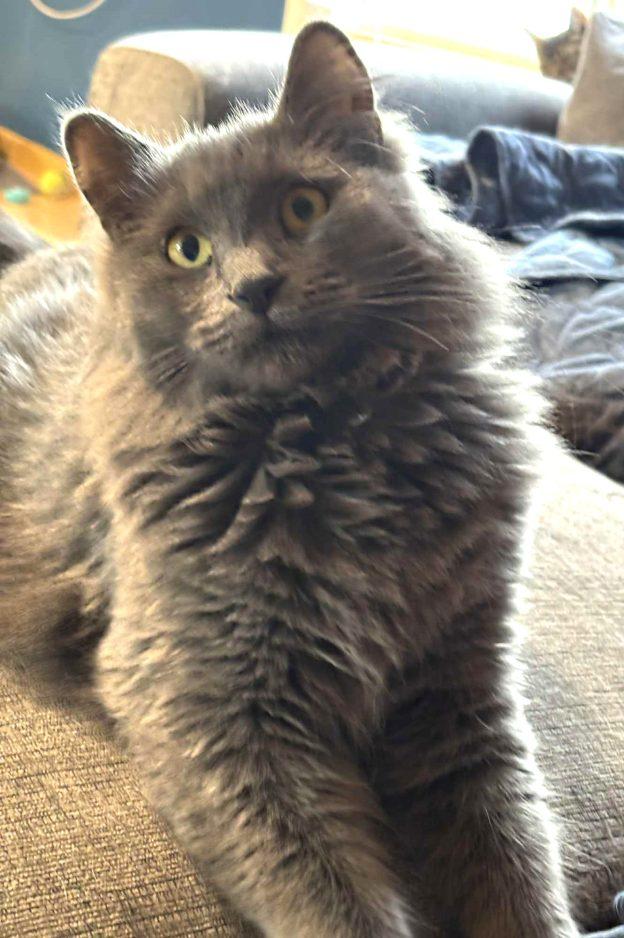 Cecelia