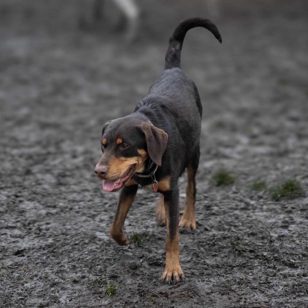 Kringle, Adoptable, Young Male Mixed Breed.