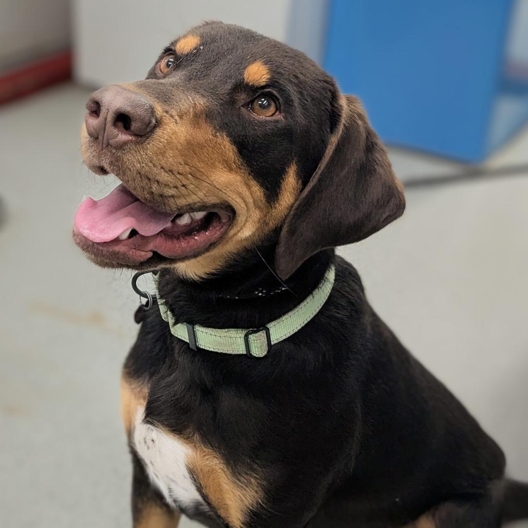 Enlarge Kringle, a Adoptable Mixed Breed in Medford, OR image 1/2