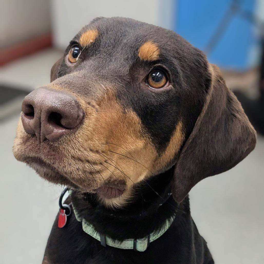 Enlarge Kringle, a Adoptable Mixed Breed in Medford, OR image 2/2