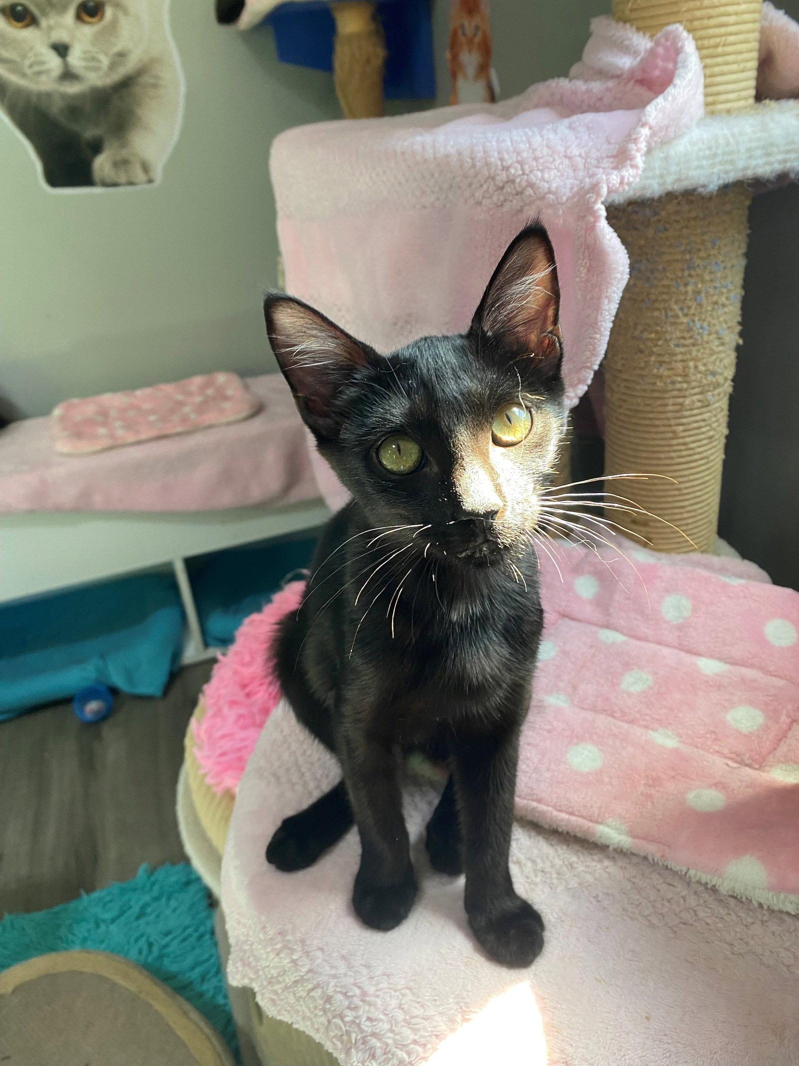 HIDE & SEEK, Adoptable, Kitten Male American Shorthair.