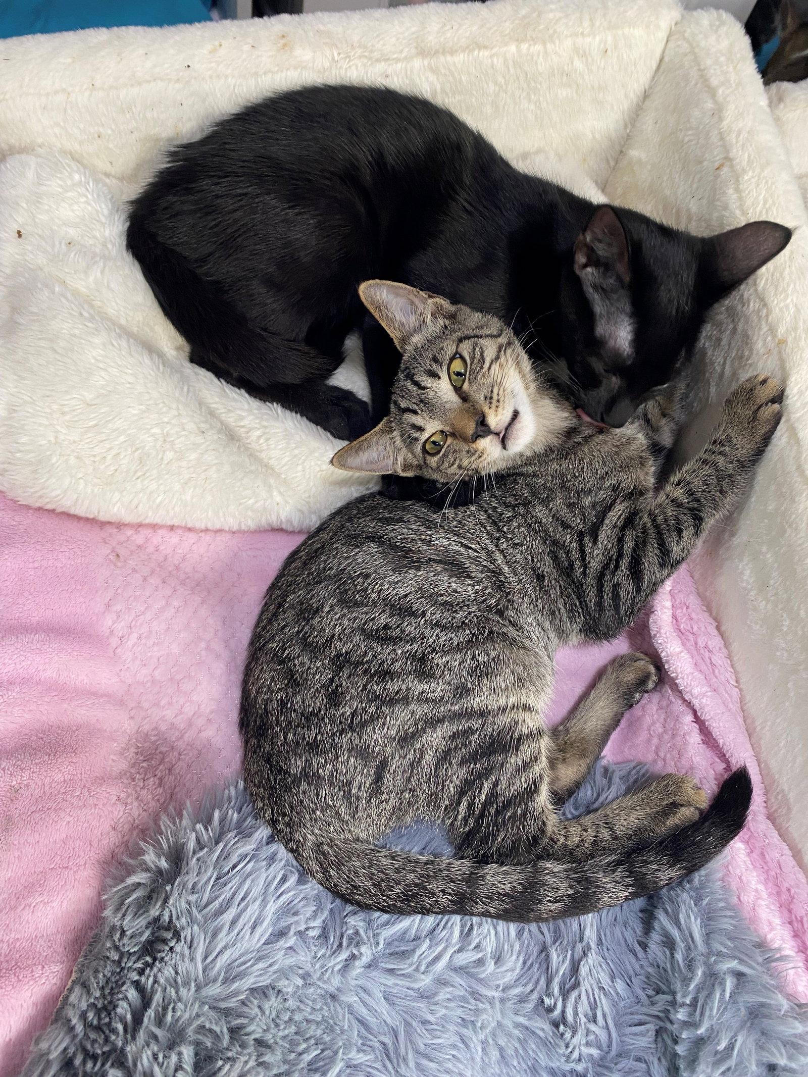 Enlarge HIDE & SEEK, a Adoptable American Shorthair in Oakland Park, FL image 2/3