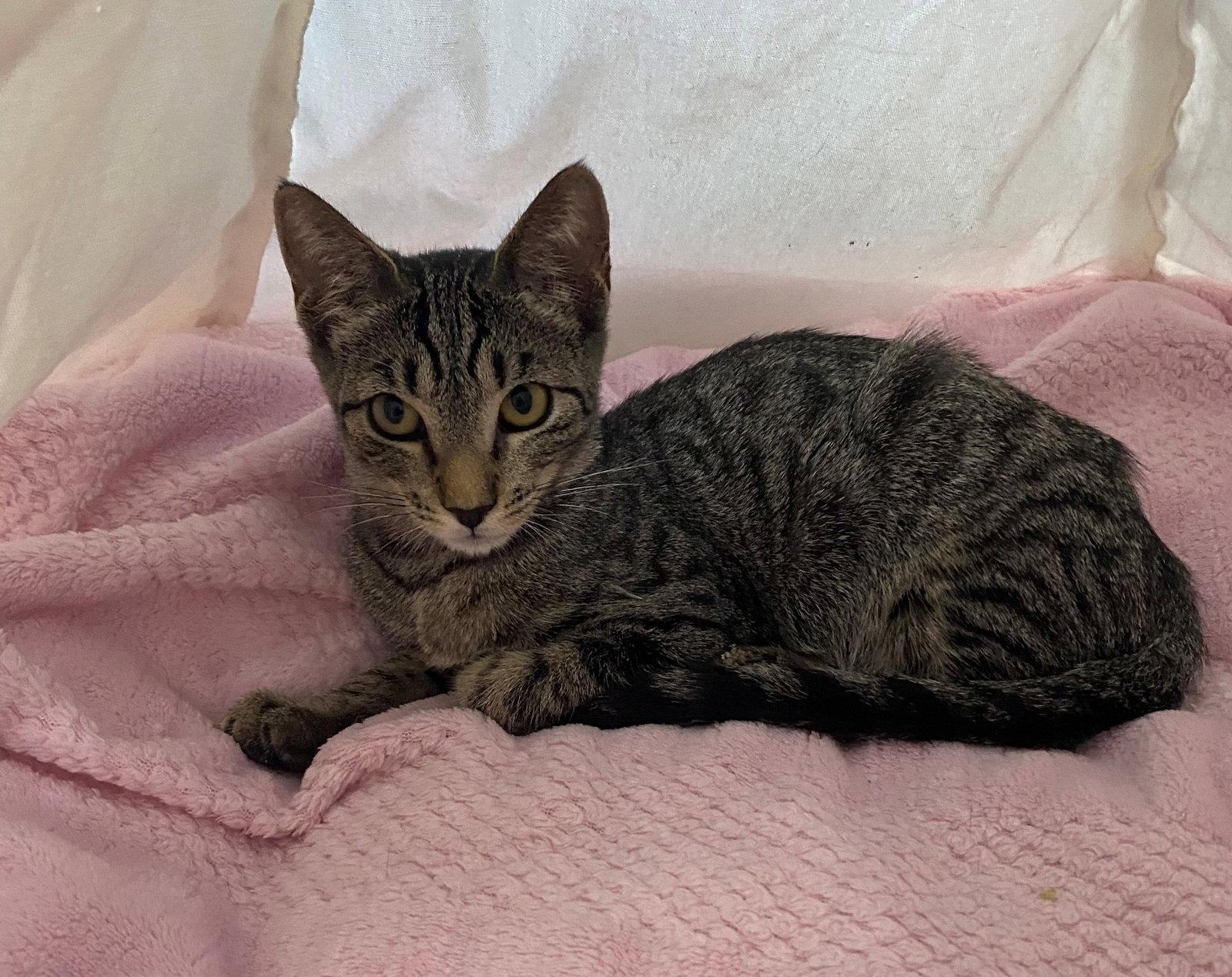 Enlarge HIDE & SEEK, a Adoptable American Shorthair in Oakland Park, FL image 3/3