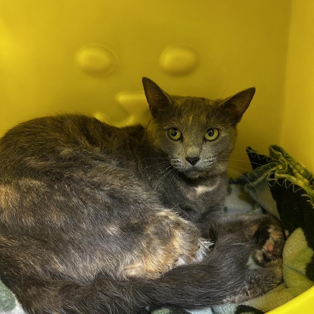 Stella, Adoptable, Adult Female Domestic Short Hair.