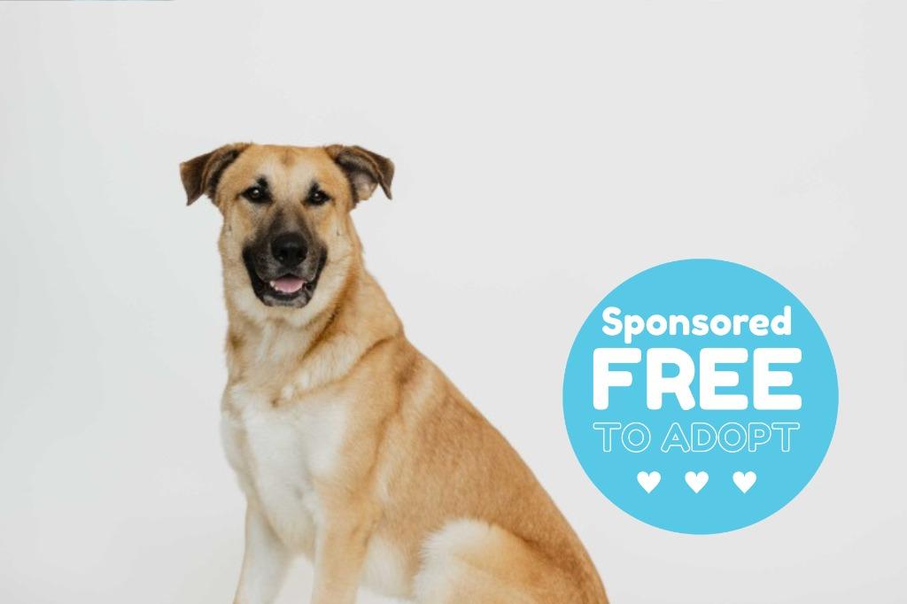 Chip, Adoptable, Adult Male Anatolian Shepherd & Shepherd.