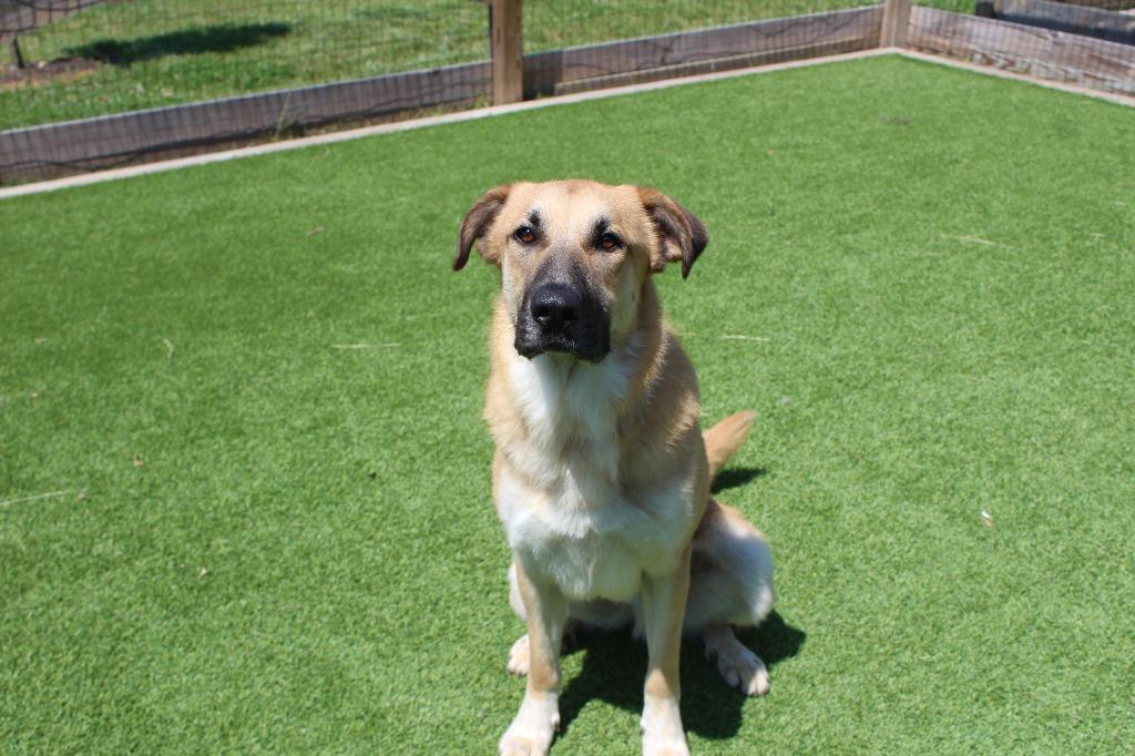 Enlarge Chip, a Adoptable mixed breed in Chestertown, MD image 3/3