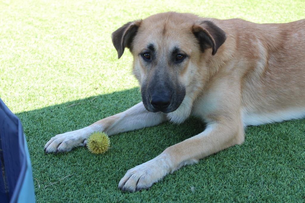 Enlarge Chip, a Adoptable mixed breed in Chestertown, MD image 2/3