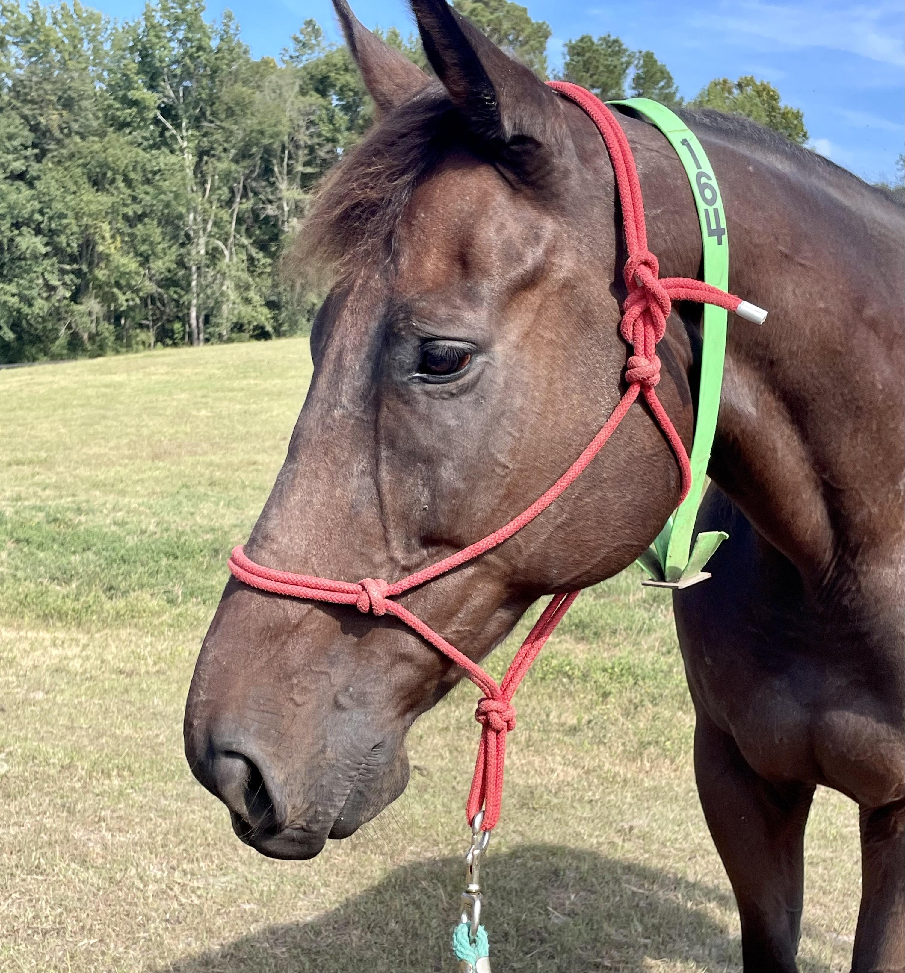Enlarge Inca Chief, a Adoptable Thoroughbred in Aiken, SC image 1/2