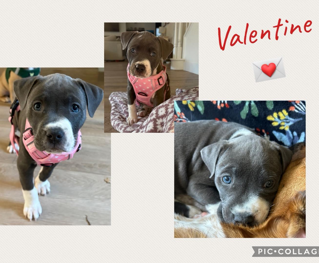 Valentine, a ADOPTABLE mixed breed in Orangevale, CA image 3/5