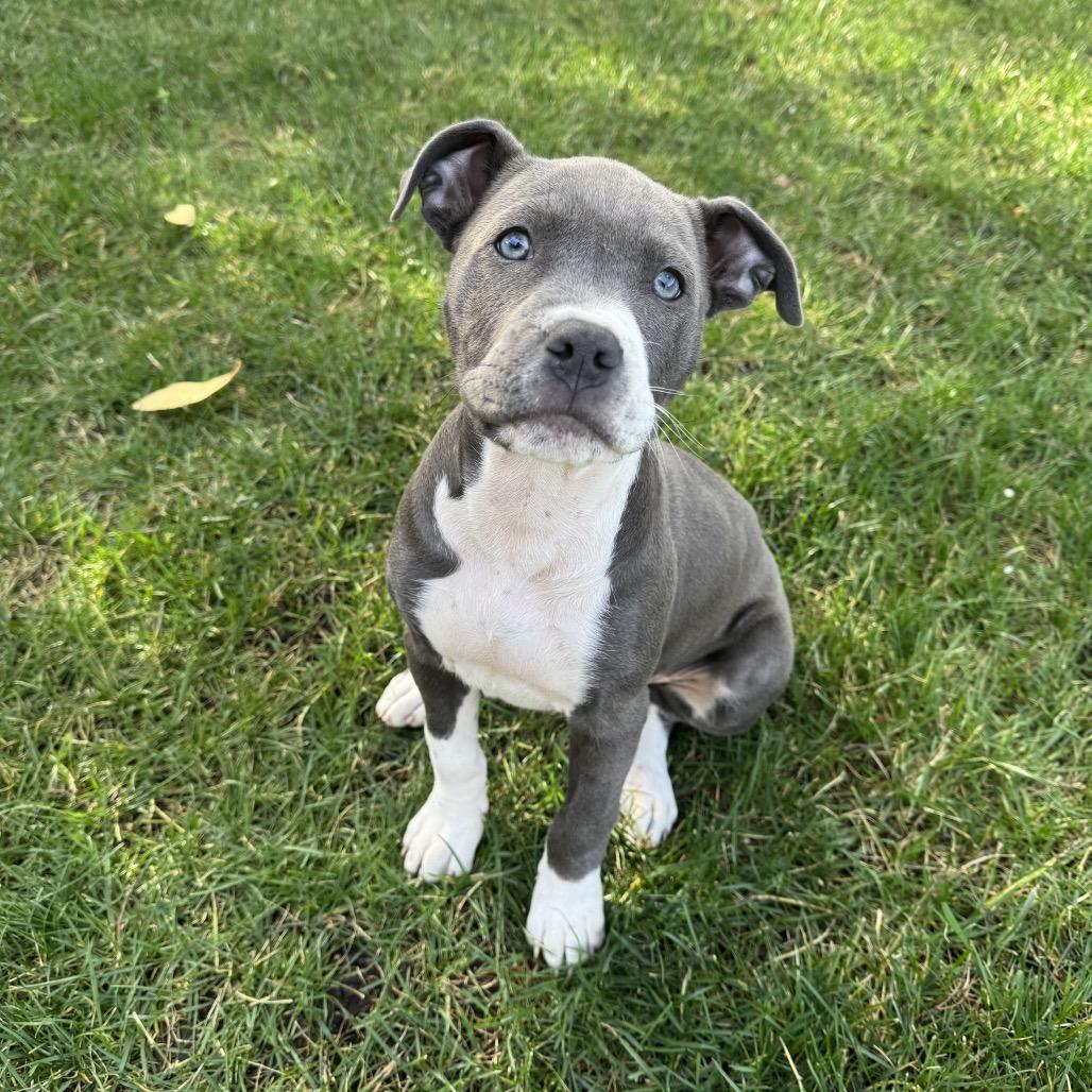 Enlarge Valentine, an adopted mixed breed in Orangevale, CA image 1/6