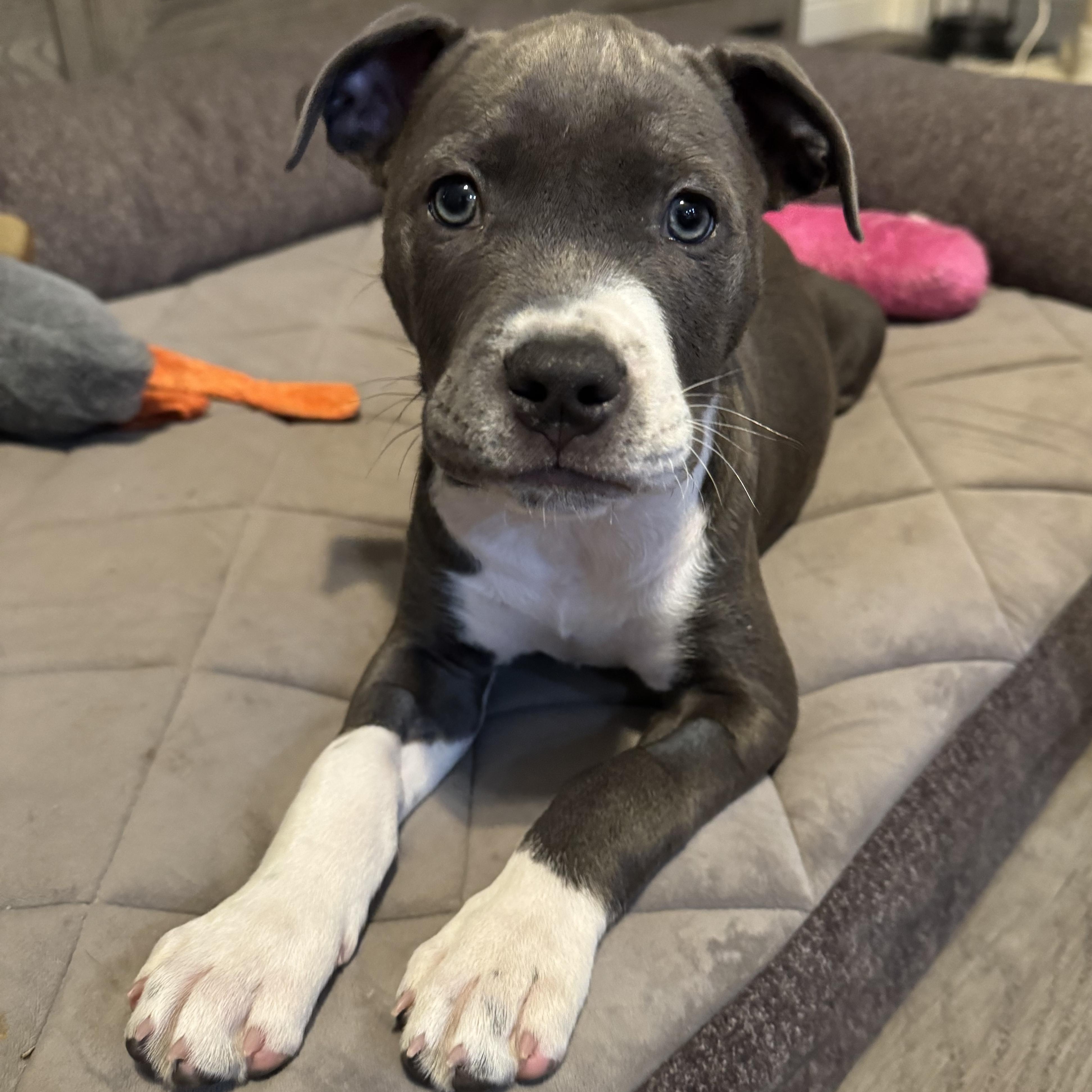 Valentine, a ADOPTABLE mixed breed in Orangevale, CA image 1/5