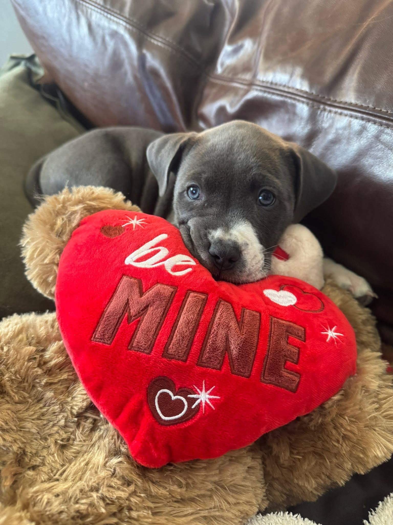 Valentine, a ADOPTABLE mixed breed in Orangevale, CA image 2/5