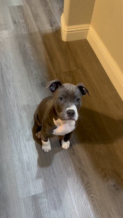 Enlarge Valentine, a ADOPTABLE mixed breed in Orangevale, CA video 4/5