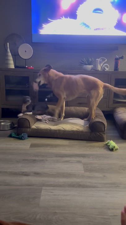 Enlarge Valentine, a ADOPTABLE mixed breed in Orangevale, CA video 5/5