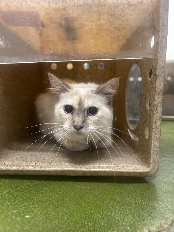 Snow, Adoptable, Young Female Domestic Short Hair.