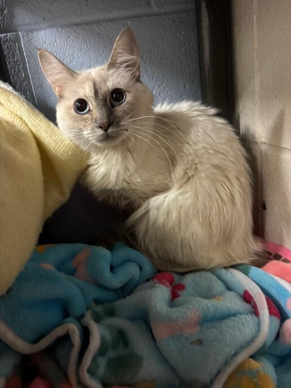Enlarge Snow, a Adoptable Domestic Short Hair in Fruit Heights, UT image 2/2