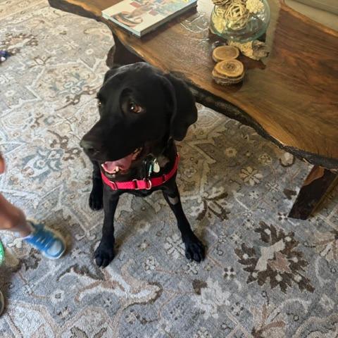 Roro, Adoptable, Adult Female Black Labrador Retriever & Hound.