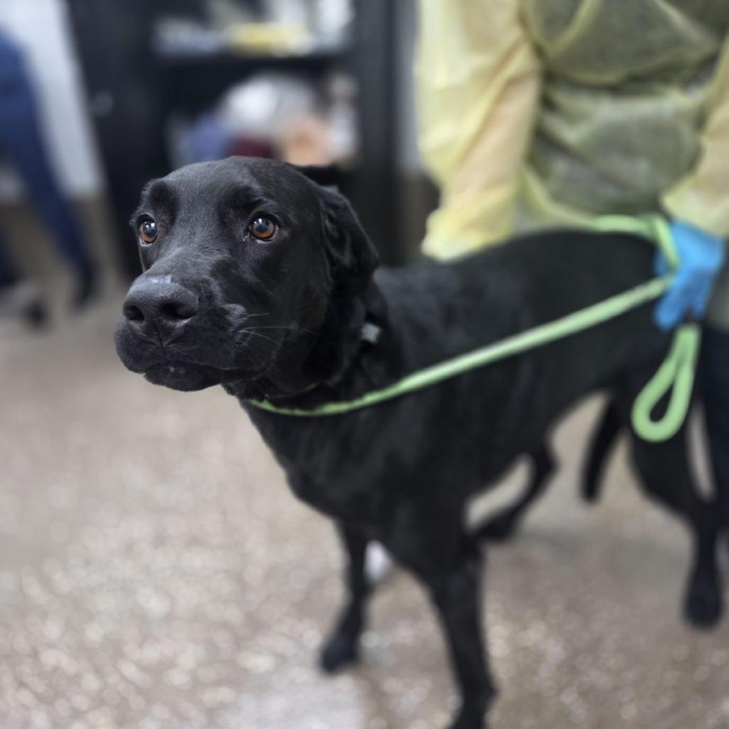 Roro, a Adoptable mixed breed in Incline Village, NV image 2/2