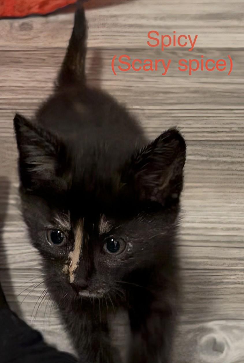 Scary Spice, a Adoptable Domestic Short Hair in Cambridge, ON image 2/2