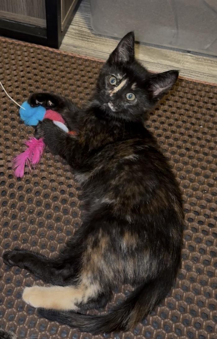 Scary Spice, a Adoptable Domestic Short Hair in Cambridge, ON image 1/2