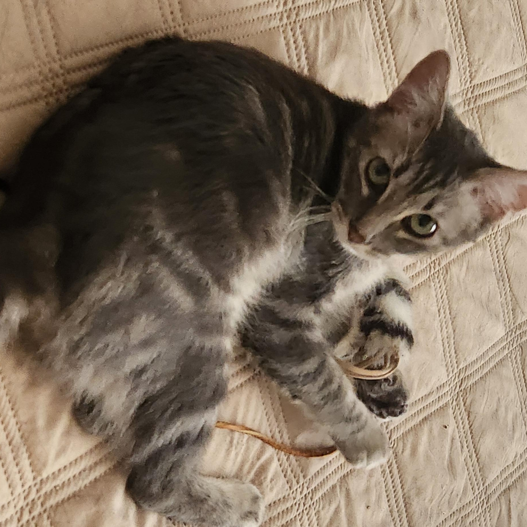 Enlarge Spirit, a Adoptable Tabby in Dallas, TX image 1/1