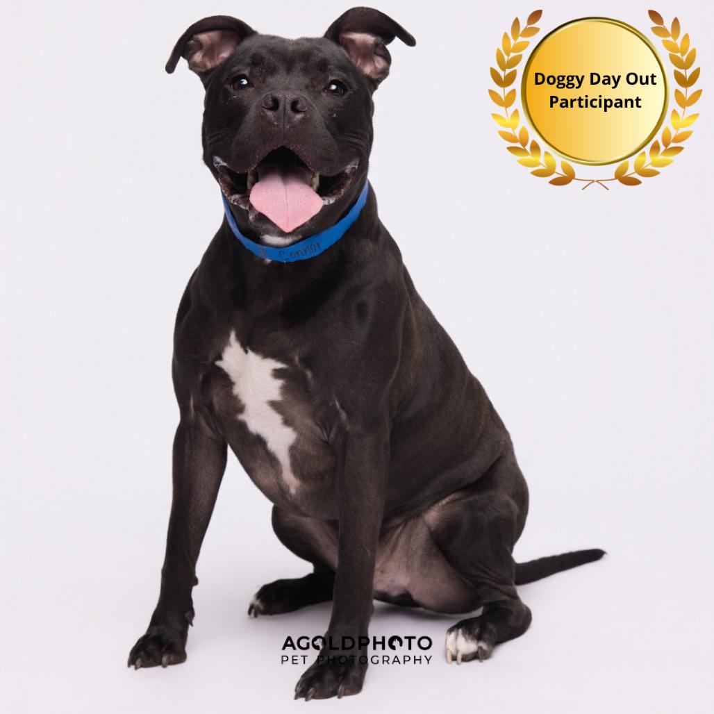 Connor, Adoptable, Adult Male Terrier & Terrier.