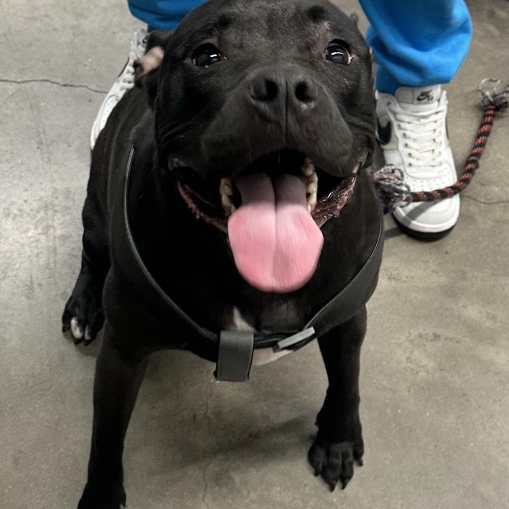 Connor, a Adoptable mixed breed in Clearwater, FL image 1/3