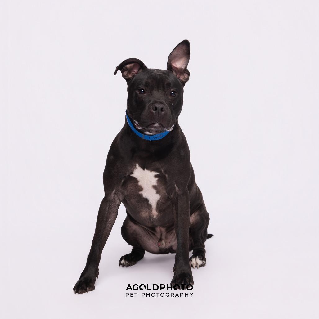 Connor, a Adoptable mixed breed in Clearwater, FL image 2/3