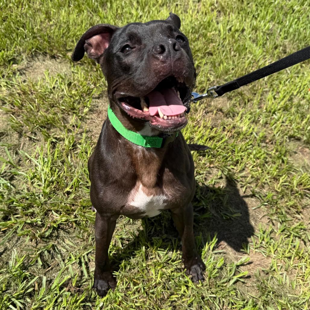 Connor, a Adoptable mixed breed in Clearwater, FL image 4/6