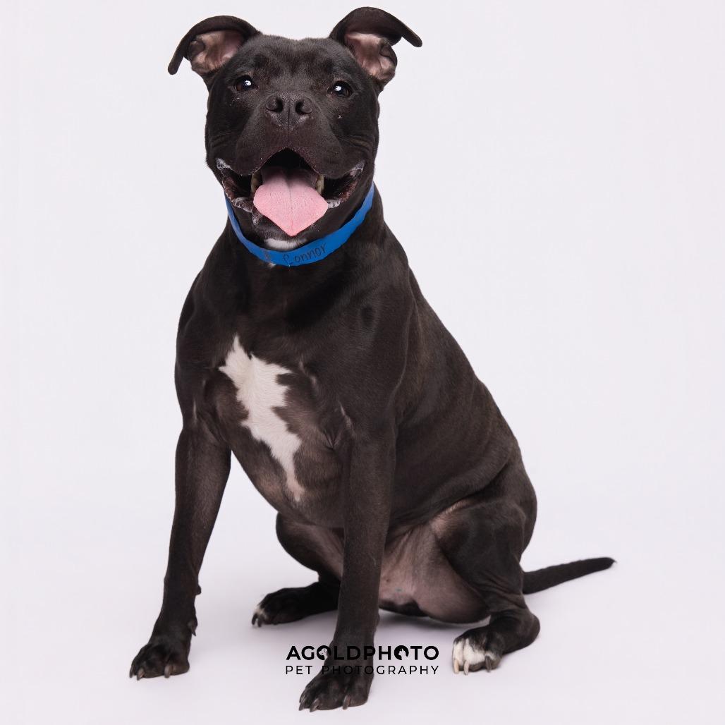 Connor, a Adoptable mixed breed in Clearwater, FL image 3/3