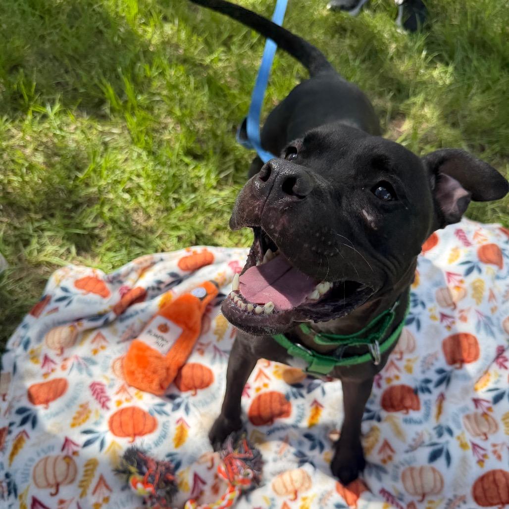 Connor, a Adoptable mixed breed in Clearwater, FL image 6/6